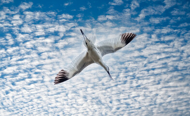 Migrating birds on the long white snad beaches of Fanø, a Danish island in the North Sea off the off the Jutland Peninsula across the Wadden Sea