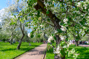 Fototapeta na wymiar Apple orchard and flowering apple trees