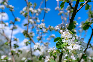 Blooming apple tree