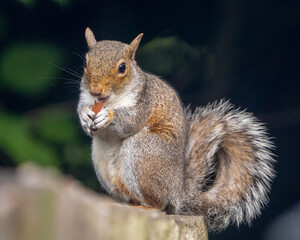 squirrel on a tree