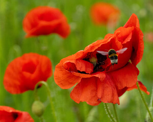 red poppy flower