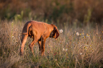 Vizsla, Drahthaar Vizsla, Ungarischer Vorstehhund, Rabenkr&auml;he, Kr&auml;he, Apport, apportieren, Kr&auml;henjagd, Welpe, Wildgew&ouml;hnung, Jagdhund, Jagd, Vorstehhund, vorstehen, Jagdhundeausbildung