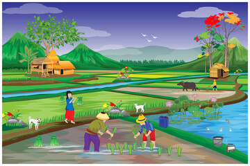 farmer transplant rice seeding, in paddy filed vector design