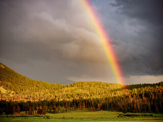 A beautiful rainbow forms in a alpine meadow in the Rocky Mountains after intense rain storms at...