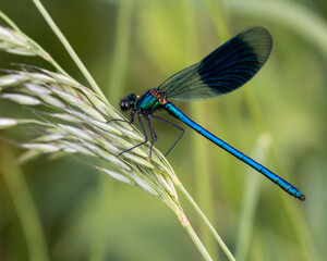 dragonfly on a leaf