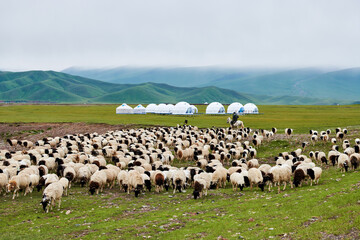The flock of sheep and mongolia yurts on the summer meadows  in Nalati scenic spot, Xinjiang Uygur...