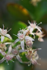 Small white cactus flowers growing in the desert garden.