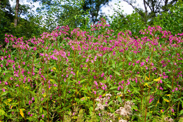 Himalayan Balsam, also called Impatiens glandulifera