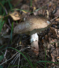 View of amanita rubescens mushroom