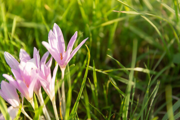  A group of autumn crocus flowers Colchicum autumnale among the grass 
