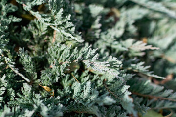 close up of a pine needles