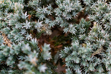 branches of a pine