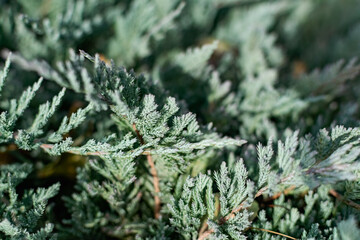 close up of pine needles