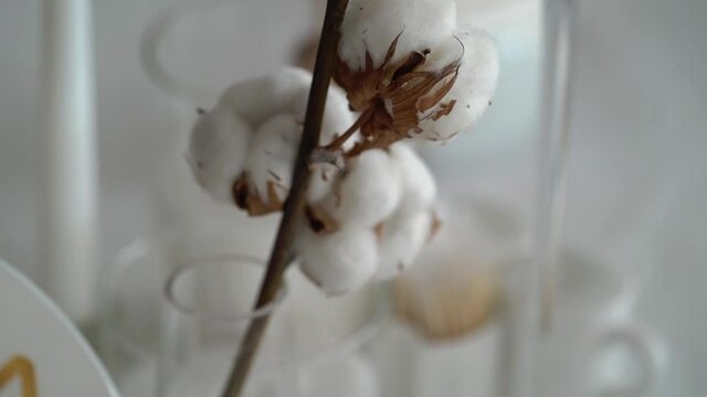 A branch of a white cotton plant in a vase. Decoration in the interior, wedding or celebration. Flower blossom, fluffy home decor.