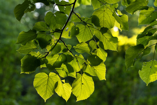 linden branch with fresh summer leaves close-up, background image