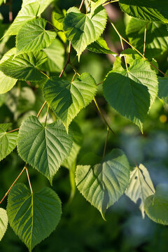 background image of a linden branch with fresh summer leaves close-up