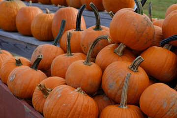 Fresh picked pumpkins at a local farmers market