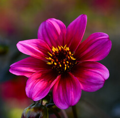 Fototapeta premium Dahlia
