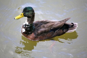 duck on the water