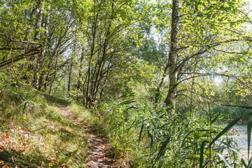 Path on the shore of the swamp in forest. Central Russia. Summer