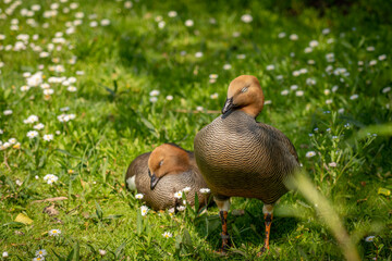 sleeping ducks
