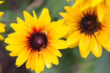Coneflowers (Rudbekia) blooming in a garden	
