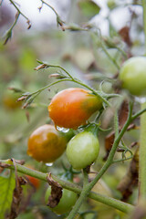 Cherry Tomato fruits growing in a garden