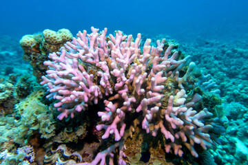 Naklejka na ściany i meble Colorful coral reef at the bottom of tropical sea, pink finger coral, underwater landscape