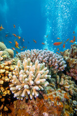 Fototapeta na wymiar Colorful, picturesque coral reef at the bottom of tropical sea, hard corals and fishes air bubbles, underwater landscape
