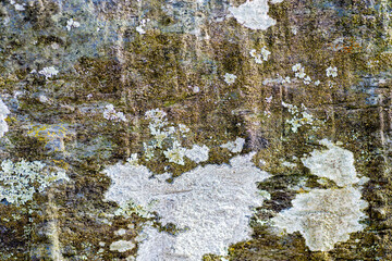 Fototapeta premium pierre moussue