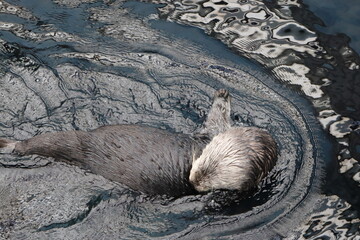 adorable sea otter