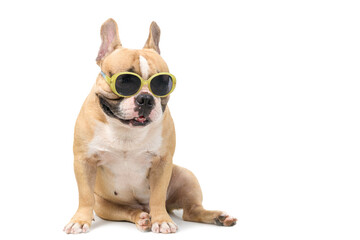 Cute french bulldog wear fashion sunglasses isolated on white