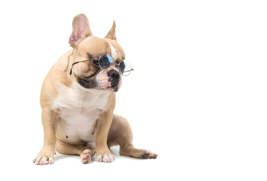 cute french bulldog wear glasses sitting isolated on white background,