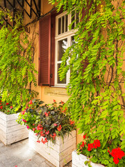The facade of the house. The window is decorated with a plant. Home decor. The old house is covered with a green plant.