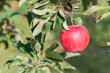 Apple Picking On A Bright Sunny Autumn Day