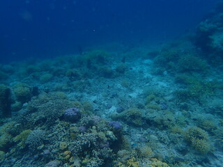 Naklejka na ściany i meble インドネシア　カナワ島の珊瑚と魚