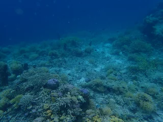 Foto op Aluminium インドネシア　カナワ島の珊瑚と魚 © 旅祐