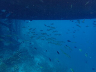 Fototapeta na wymiar インドネシア　カナワ島の魚