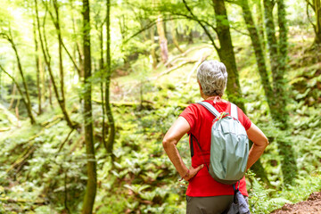Naklejka premium mature hiker woman with gray hair and backpack contemplating the beech forest during a hike.