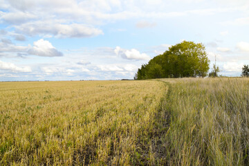Fototapeta na wymiar Field of wheat in the Kazakh steppe