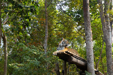 Big Bengal tiger isolated in fertile forest alone resting alone on the tree looking arrogant 