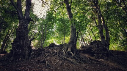 Gigantic and majestic roots of the forest