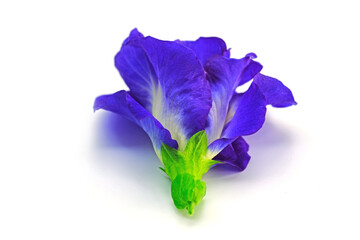 Clitoria ternatea L or Pea flower,  Butterfly Pea flowers isolate on white are Blue to purple. It...