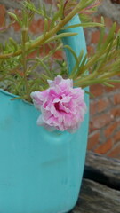 pink flowers in a vase