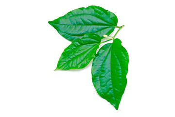 Wildbetal leafbush or Piper sarmentosum leaf isolate on white background.