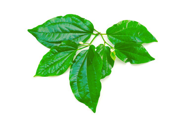 Wildbetal leafbush or Piper sarmentosum leaf isolate on white background.