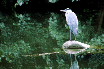 beautiful heron observing environment on a stone
