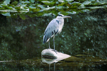 beautiful heron observing environment on a stone