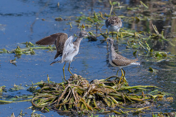 Naklejka premium The wood sandpiper is a small wader. They migrate to Africa, Southern Asia, particularly India. They forage by probing in shallow water or on wet mud, and mainly eat insects and similar small prey.