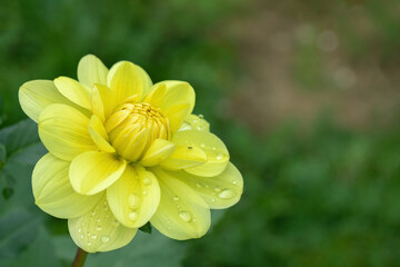 Yellow dahlia blossom with dewdrops on the petals.